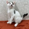 慣れているから飼いやすい！3兄弟参上❤大豆 サムネイル3