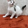 慣れているから飼いやすい！3兄弟参上❤大豆 サムネイル4