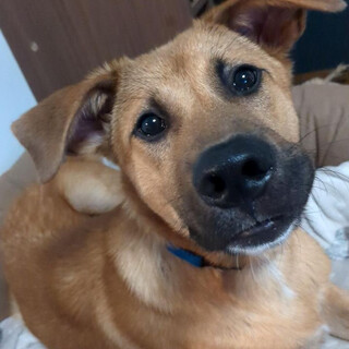 valo（雑種・10ヶ月・オス）