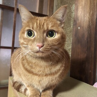 珍しい茶トラのメスです