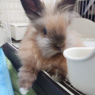 ライオンヘッドの男の子