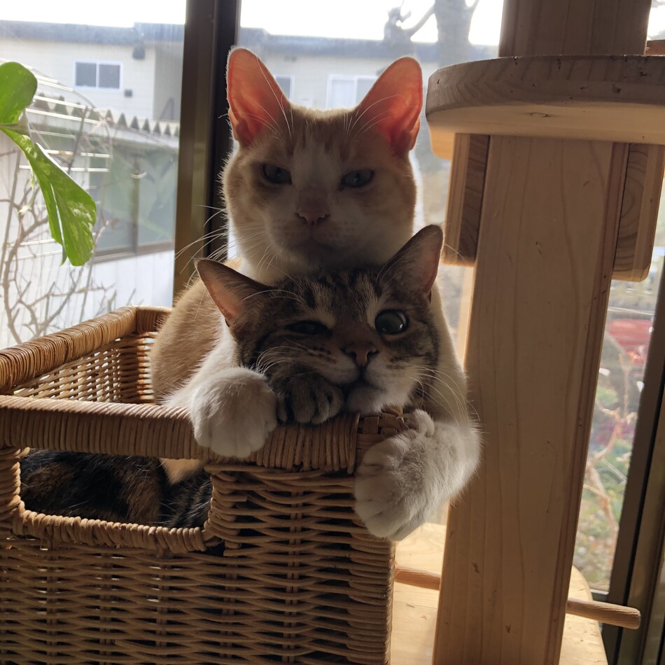 マーブルのカバー写真