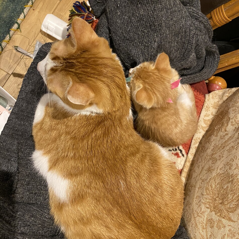 ビスケットのカバー写真