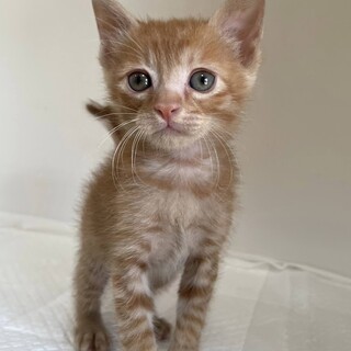 交渉中です。キャラメル君