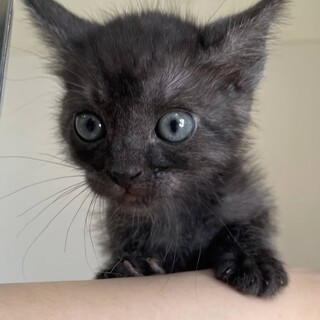 里親決定。マキアートちゃん