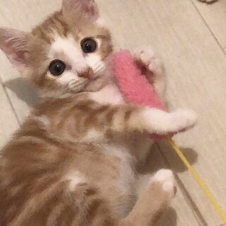 まだまだ小さなアメショ風茶白の男の子