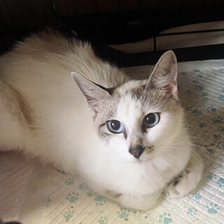 動画必見！ブルーアイのシャム系ほんわかママ♡