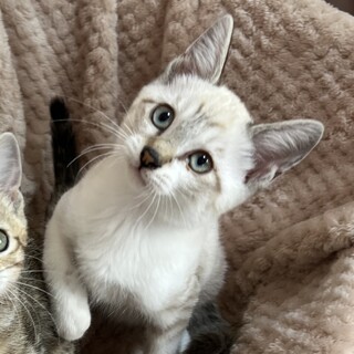 【7/30芝浦】天真爛漫！美形シャム＆アメショペア