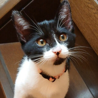 穏やかな性格で甘えん坊黒白女子♥だんご