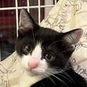 ハチちゃん仔猫兄妹の里親募集