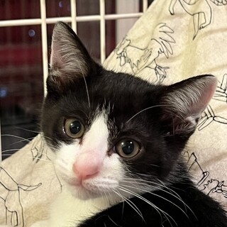 ハチちゃん仔猫兄妹の里親募集