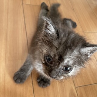 足の不自由な子猫