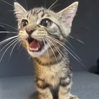 【7/30芝浦】アメショ風★イケメン甘えん坊3か月