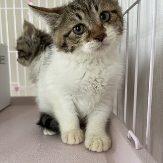 おっとりさんの仔猫のどうちゃん2ヶ月