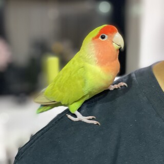 コザクラインコのピピ