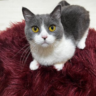 1歳  マンチカン  短足  