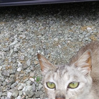 里親募集！　人懐っこい猫です。