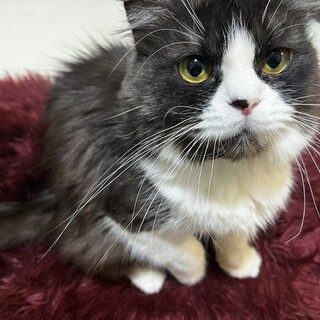 スコティッシュフォールドロング   折れ耳