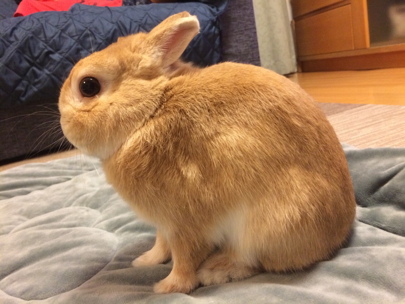 急募:うさぎ飼育ゲージ等一式