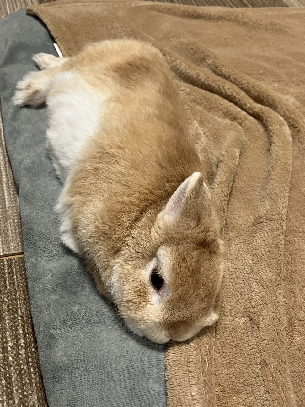 急募:うさぎ飼育ゲージ等一式