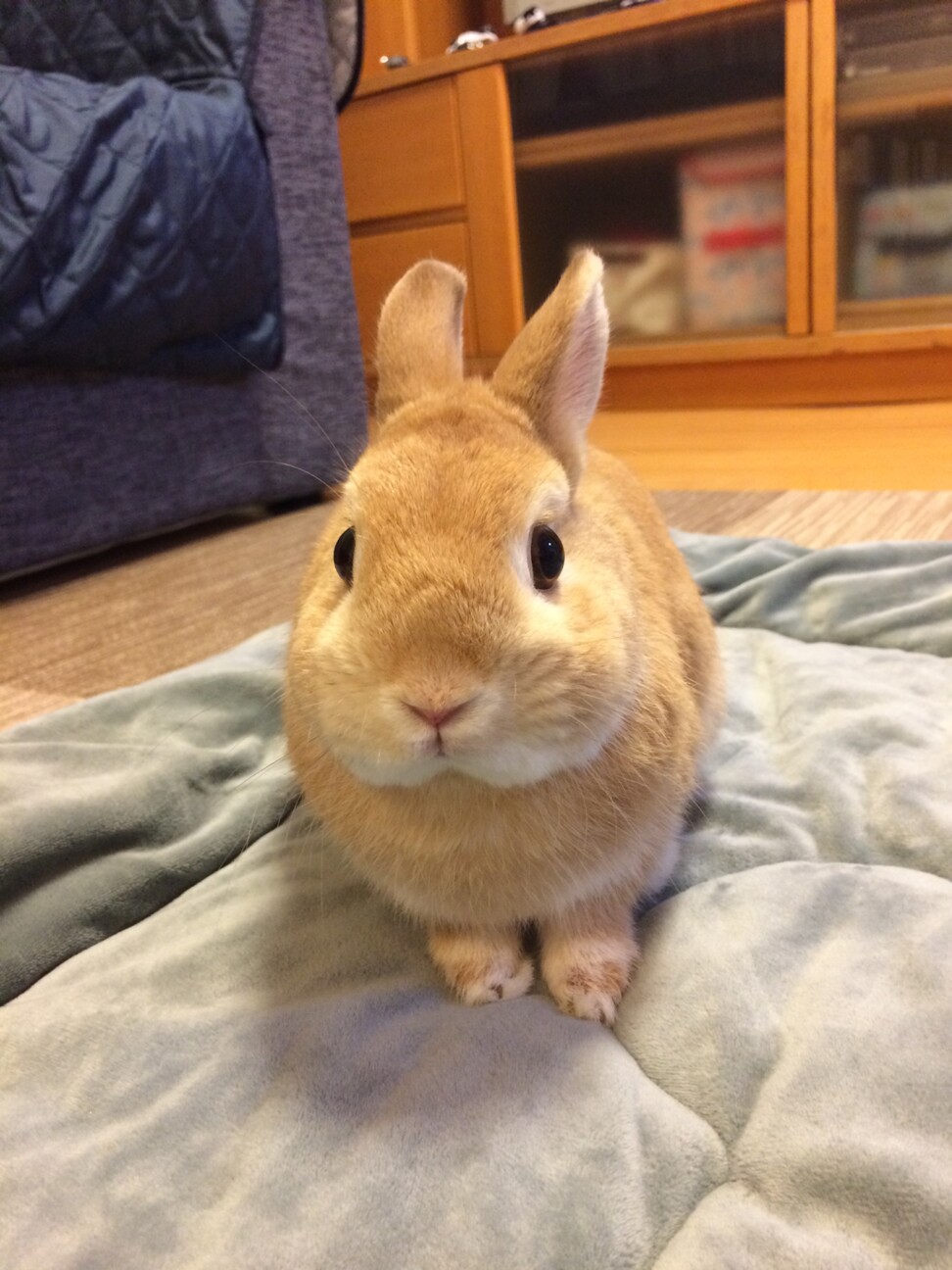 急募:うさぎ飼育ゲージ等一式