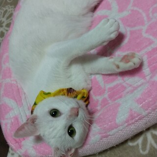 甘えん坊さん 白猫 オレンジハートちゃん☆