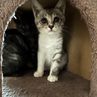 おっとり子猫姉妹