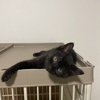 りんご猫 かわいい元気な黒猫 ワカメちゃん♡