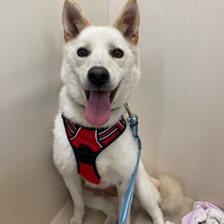 真っ白フワフワ【ラーク】ちゃん