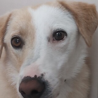 里親様決定しました！