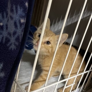 人懐っこい甘えん坊茶トラの赤ちゃん