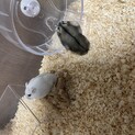 【ジャンガリアンハムスター】オス2匹メス1匹