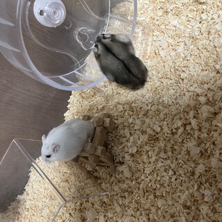 【ジャンガリアンハムスター】オス2匹メス1匹