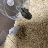 【ジャンガリアンハムスター】オス2匹メス1匹 サムネイル1