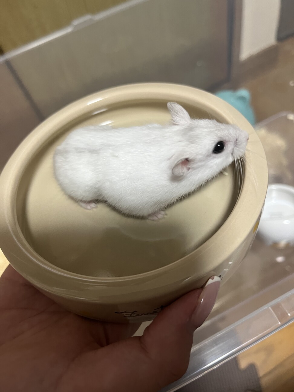 【ジャンガリアンハムスター】オス2匹メス1匹 サムネイル2