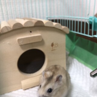 メスがいるので、繁殖の恐れがあり買えません。