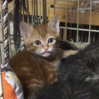 終生飼える方求む