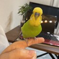 3歳になる元気なセキセイインコ