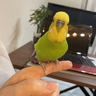 3歳になる元気なセキセイインコ