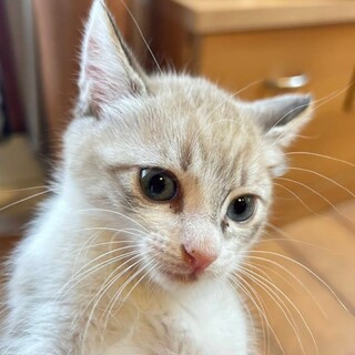 7/2荒川区西尾久譲渡会　もなちゃん