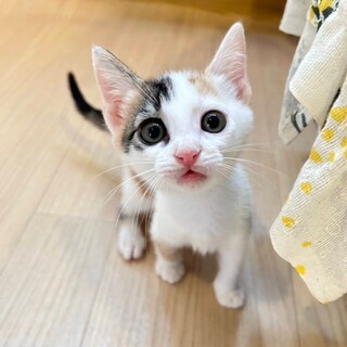 7/2荒川区西尾久譲渡会　はなちゃん