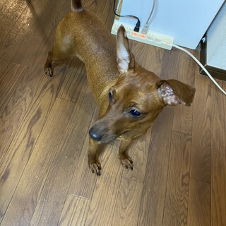 ミニチュアピンシャー　レッド　