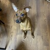 ミニチュアピンシャー　レッド　 サムネイル3