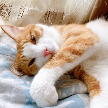 の写真