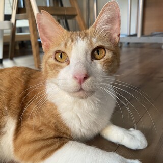 多頭飼育崩壊からのレスキュー、茶白男子