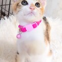 【一旦募集停止】アイドル⭐︎みくちゃん