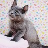 【7/2東日本橋】グレーの子猫♥️ぐーぐーくん サムネイル2