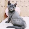 【7/2東日本橋】グレーの子猫♥️ぐーぐーくん サムネイル3