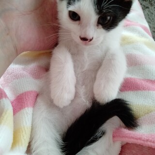 エイズ陽性★背中のまるポチが可愛い白黒リリーくん