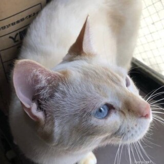 甘えんボーイ♡ブルーアイの「へじゅ」